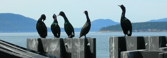Cormorants at the ferry landing. Photo by Alex Shapiro.